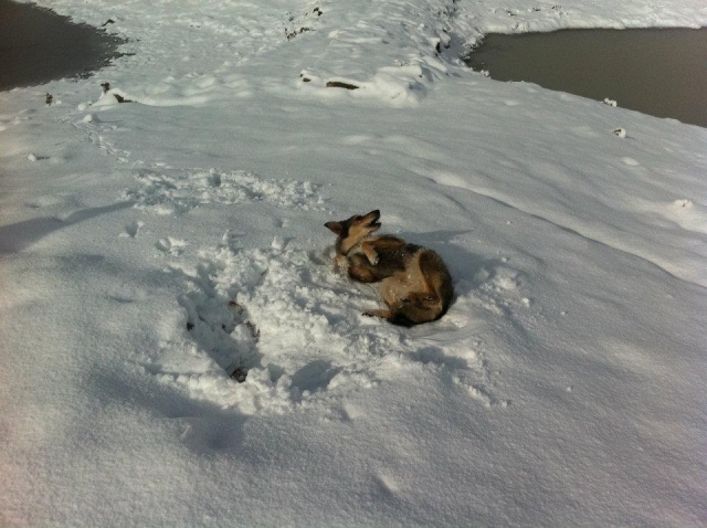 Perro feliz en la nieve